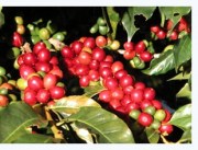 Coffee Fruit Powder